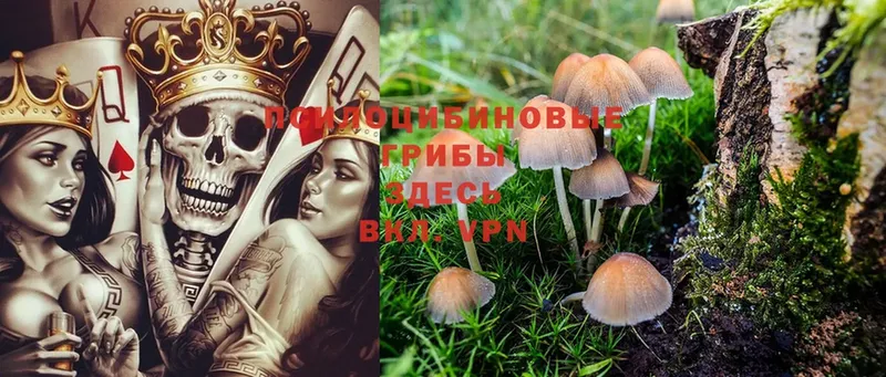 Галлюциногенные грибы Cubensis  OMG ссылки  Гай 